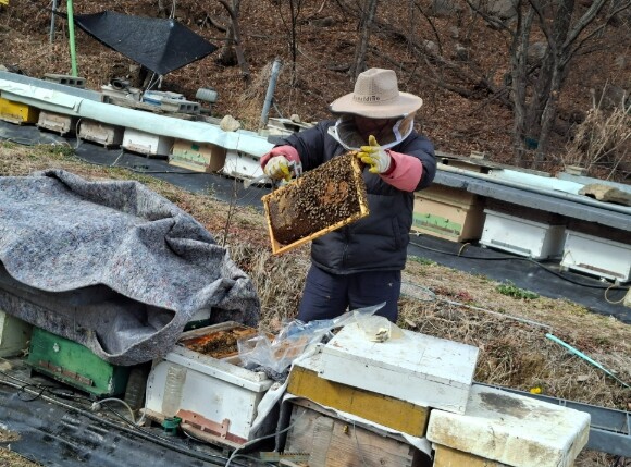 경남도, 겨울철 꿀벌 폐사 막는다.....