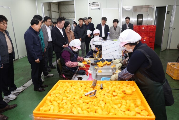 청도군, 청도반시 소과 수매·저장으로...