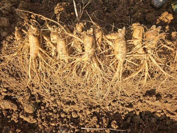 강화군, 6년근 강화고려인삼 제철 맞...