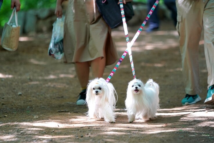 반려동물과 사랑의 끈 잇다! 서대문구...