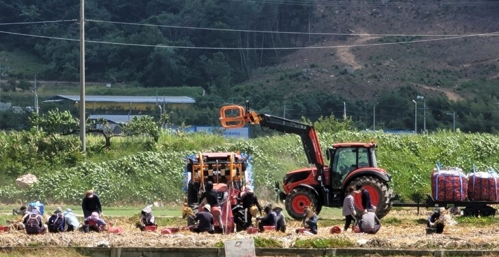 구미시, 양파 주산지 공식 지정…생산...