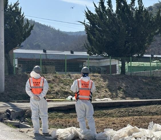 고령군, 아프리카돼지열병 긴급방역 강...