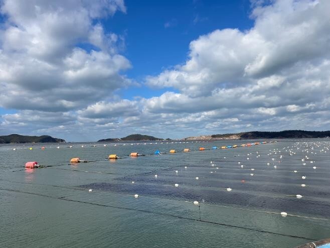 군산시, 물김 위판금액 603억 원…...