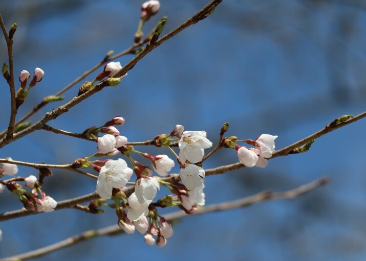 경기도, 올해 벚꽃 부천 원미산 등에...
