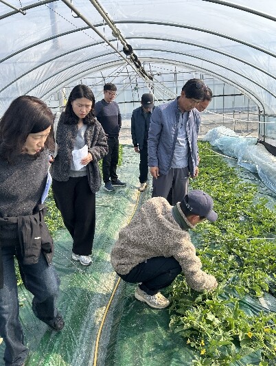 성주참외, 참외 양액재배 시범사업 농...