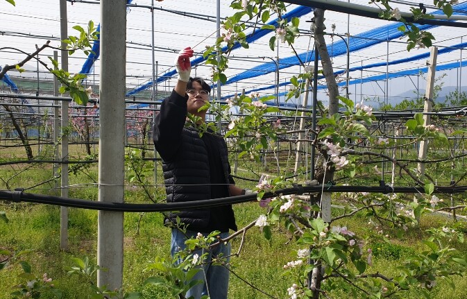 원주시농업기술센터, 과수 인공수분