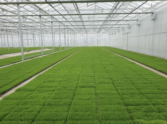 고품질 여주쌀 생산을 위한 볍씨소독 ...