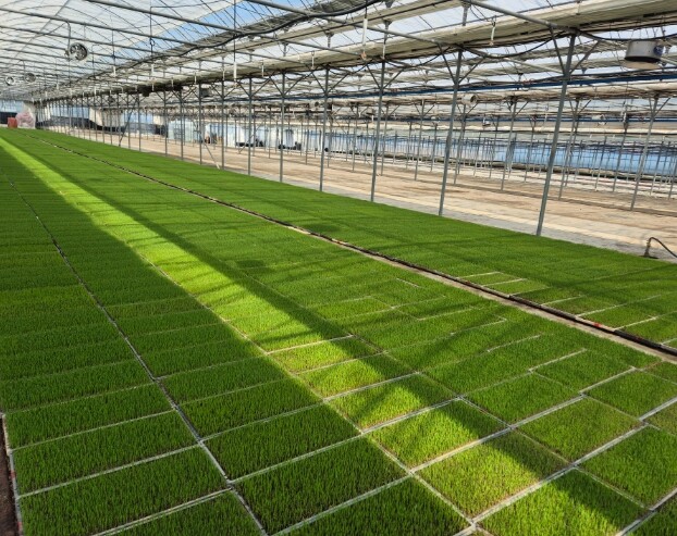 고성군 벼 안전육묘관리 풍년농사의 시...