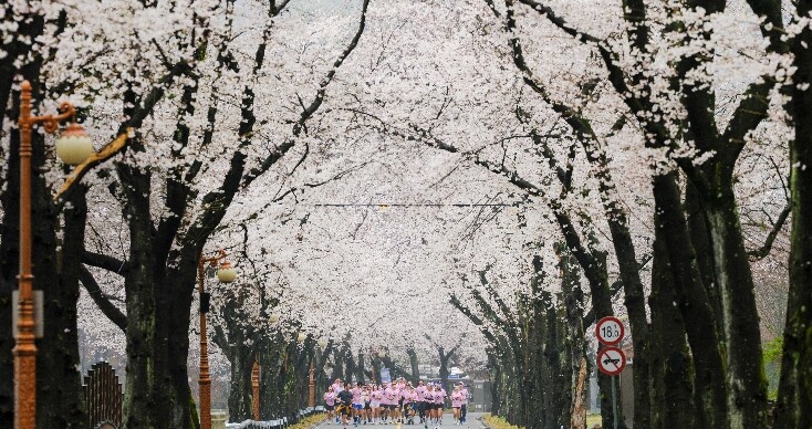 진안군, 우중(雨中) 속 신비로운 벚...