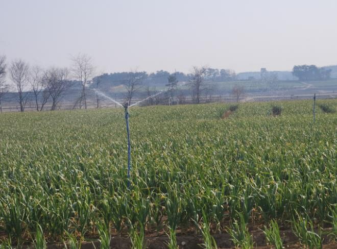 서산시, 마늘 생육기 물관리 및 병해...