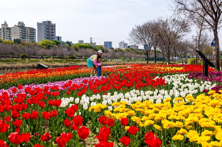 동대문구, 중랑천 사계정원에 튤립 활...