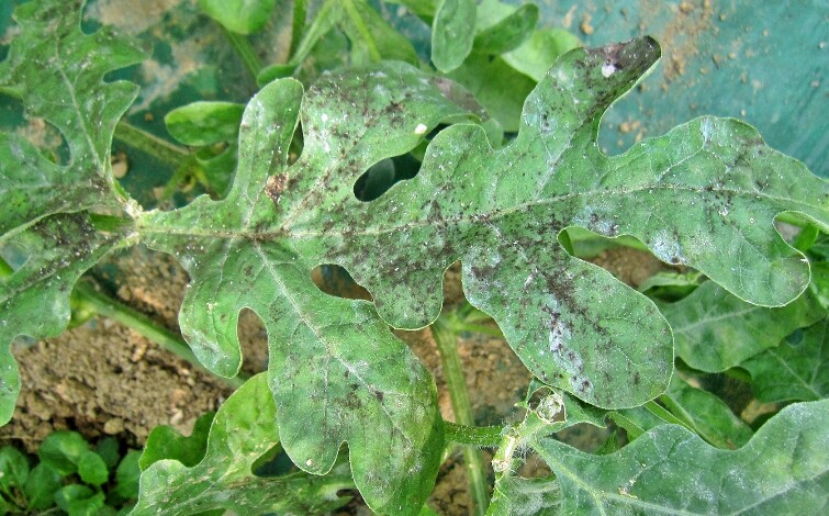 충북농기원, 시설수박 목화진딧물 예찰...