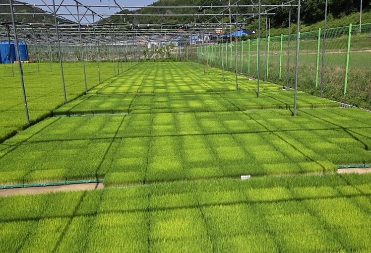 보은군, 영농철 앞두고 벼 못자리 