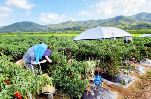 청송군, 농민수당 조기 지급으로 농가...
