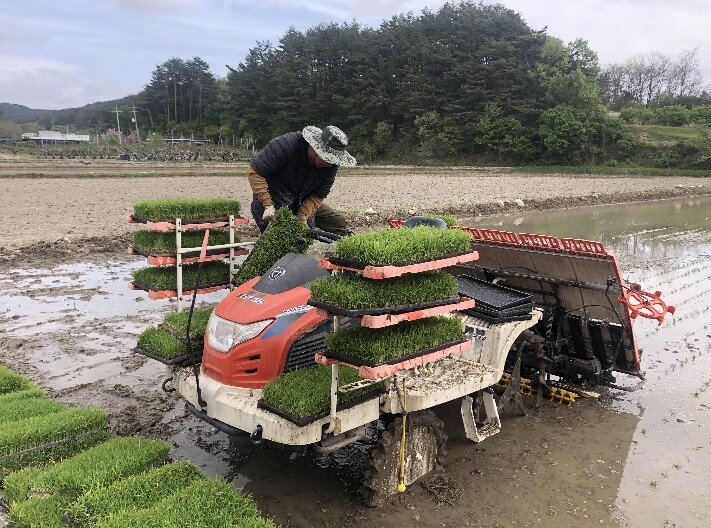 강릉시, 해들벼 ․ 설향찰 첫 모내기...