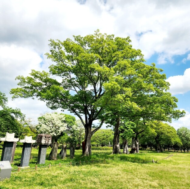 광양시, 광양유당공원 이팝나무 개화 ...