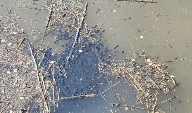 천안 용연저수지 묵논습지서 두꺼비·올...