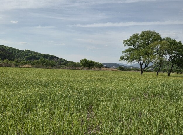 여주시 대신섬 경관농업단지, 청보리 ...