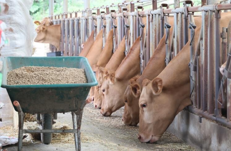 임실군 한우 저능력 암소 도태장려금 ...