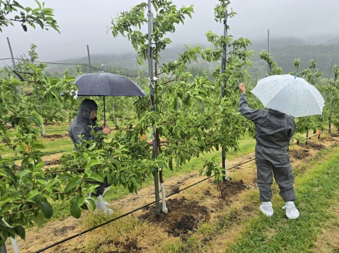 거창군, 과수화상병 유입 차단 위한 ...
