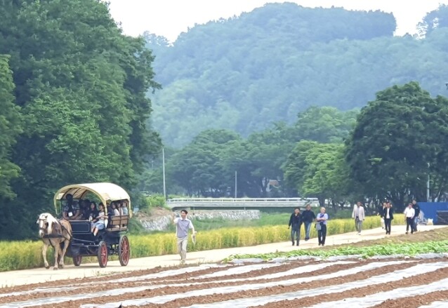 단양군, 빗속에서도 이어진 초록 물결...