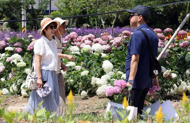 ‘꽃의 향연 맘껏 즐겼다’ 강진수국길...