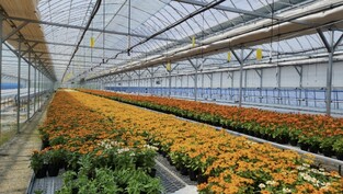 thumbimg